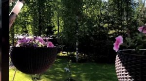 Обзор петуний серии Опера Суприм с достоинствами и недостатками