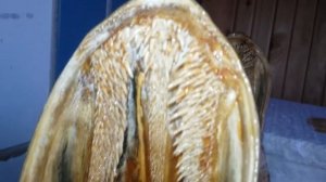 ПОКРАСКА ГОЛОВ ЛАКОМ! ФИНАЛЬНАЯ СТАДИЯ ВЫДЕЛКИ ЧУЧЕЛА ИЗ ЩУКИ! ЧУЧЕЛО НА ПАМЯТЬ...