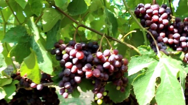 В гостях у Щенникова О.Н. Виноград 2020г. смотреть онлайн