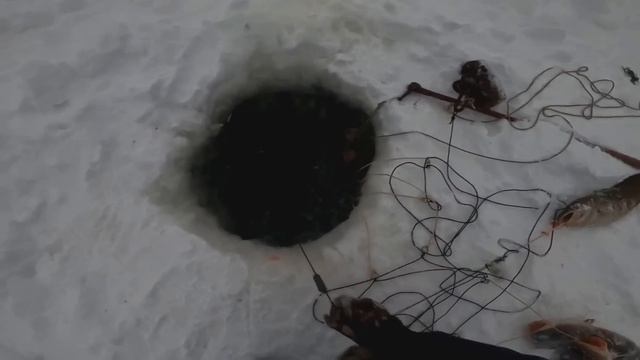 Перемет отработал на ура. ЗИМНЯЯ ЛОВЛЯ НАЛИМА. #рыбалка #туруханск #снасть смотреть онлайн