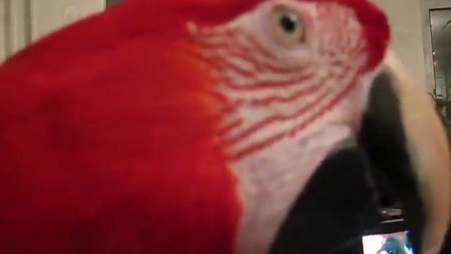 Macaw Sings! macaw parrot Попугай поет смотреть онлайн
