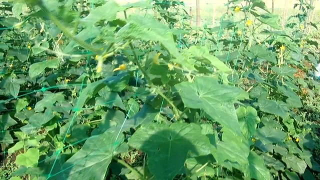 ХОЧЕШЬ БЫТЬ С ОГУРЦАМИ ДЕЛАЙ ТАК! / ВЫРАЩИВАНИЕ ОГУРЦОВ В ОТКРЫТОМ ГРУНТЕ смотреть онлайн