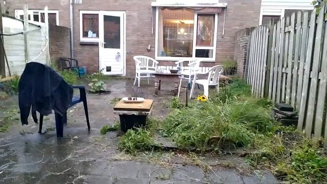 regentuin little forrest смотреть онлайн