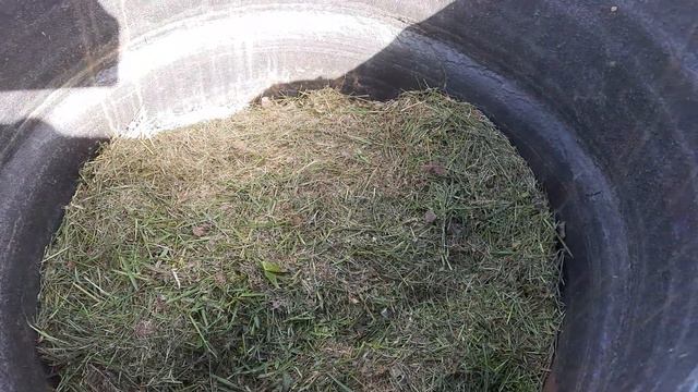 Травяной настой от колорадского жука! смотреть онлайн