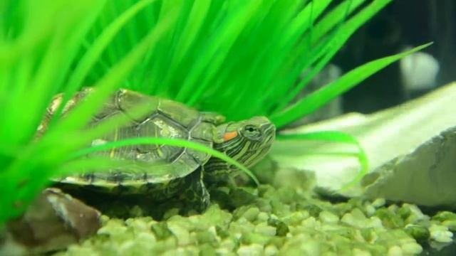 Trachemys Scripta (красноухая черепаха)