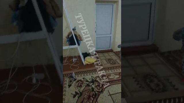 ГОЛУБИ ТУРЕЦКАЯ ТАКЛА PIGEONS смотреть онлайн