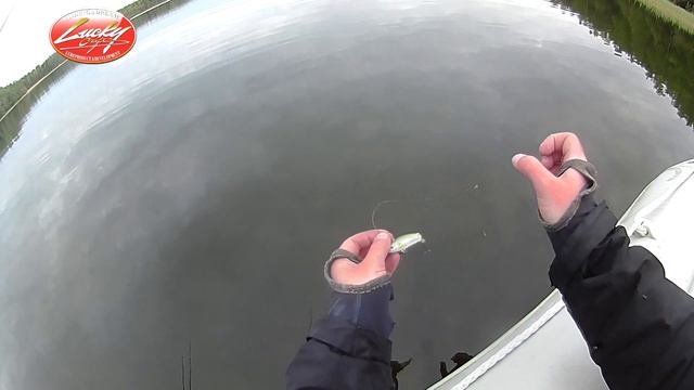 Две большие щуки на маленькую новинку. Lucky Craft Jetslide minnow Beats смотреть онлайн