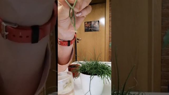 Рипсалис, размножение Рипсалис, Rhipsalis und Vermehrung смотреть онлайн
