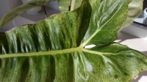 ?Филодендрон "Параисо верде" /"Paraiso verde"/ или Биллитау мраморный, теряет вариегатность летом?