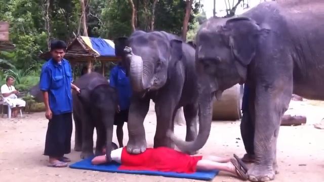Слоны делают массаж Слон вдул смотреть онлайн