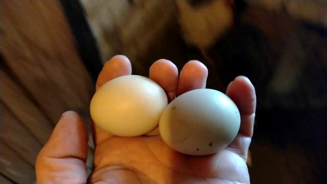 А в Казани идёт снегопад. Самка ястреба тетеревятник . смотреть онлайн