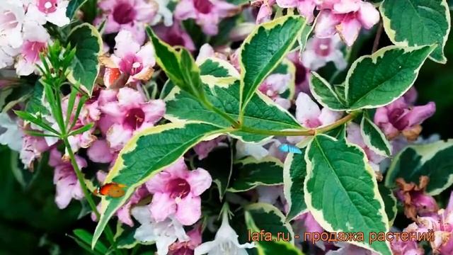 Вейгела цветущая Нана Вариегата (nana variegata) ? обзор: как сажать, саженцы вейгелы Нана Вариегат смотреть онлайн