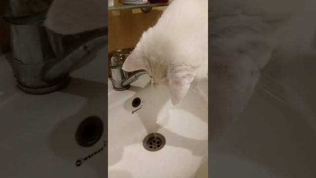 Дезик Любимец Любашки - Самый Умный +0 смотреть онлайн