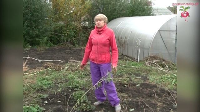 Ягоды годжи в Сибири #urozhainye_gryadki смотреть онлайн