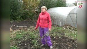 Ягоды годжи в Сибири #urozhainye_gryadki