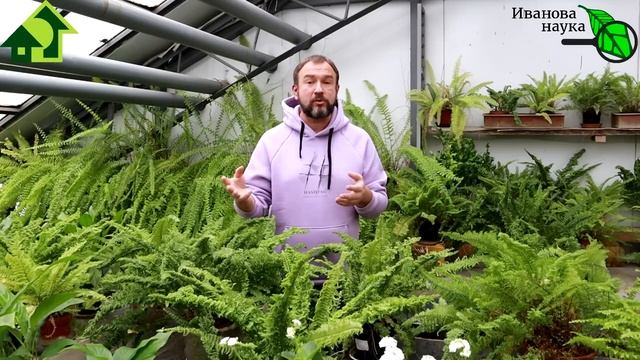 ТОМАТЫ БЕЗ ПИКИРОВКИ и ДАЖЕ БЕЗ РАССАДЫ. Это реально? КАК??? Вот так - если нет времени!