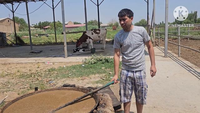 ODDIY USULDA ATALA BILAN SIGIRNI SUTINI KO'PAYTIRISH. VIDEOGA O'ZINGIZ BAXO BERING. ☎️958880555