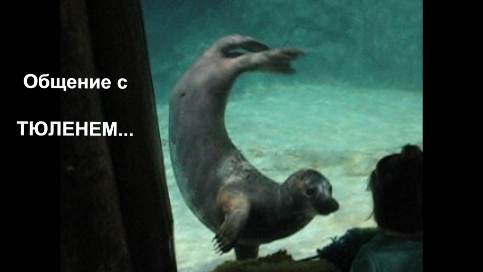 Общение с тюленем. Communication With A Seal. Shorts..mp4