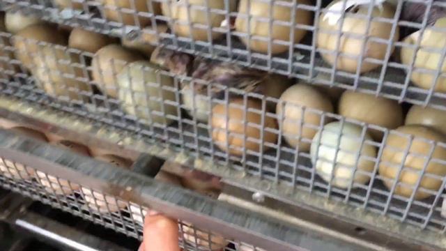 Новые жители ... выведение фазанят смотреть онлайн