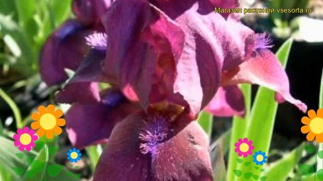 Ирис карликовый Пастель Шарм. Краткий обзор, описание характеристик iris pumila Pastel Charme смотреть онлайн