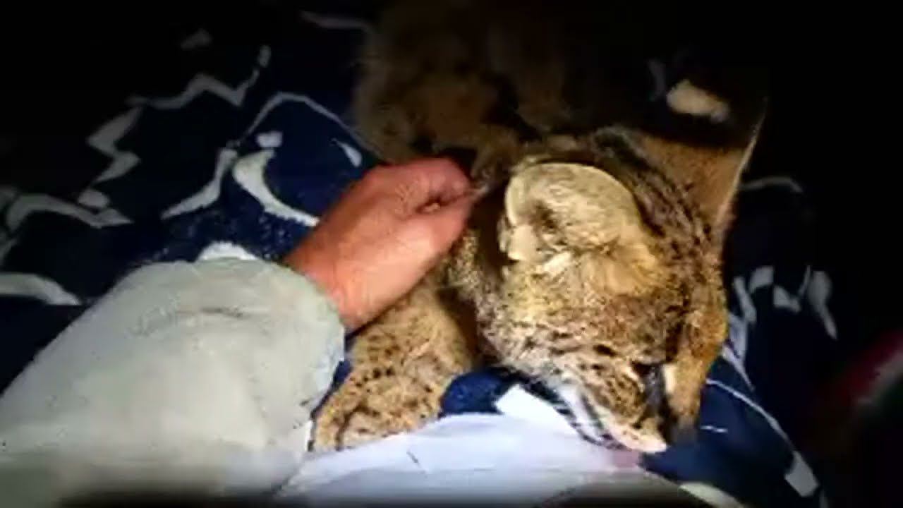 Living_with_lions в прямом эфире! смотреть онлайн