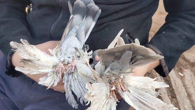 Касаны и Северокавказкие в чем схожесть в чем различие ?) смотреть онлайн