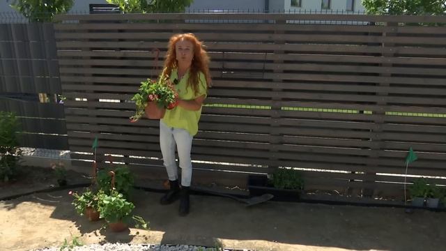 HDZ 08 2022 Malá záhrada v satelite rodinných domov смотреть онлайн