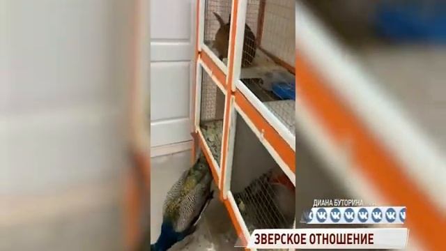 Ярославский зоопарк может принять часть брошенных в Архангельской области животных смотреть онлайн