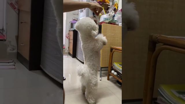 So much fun playing with Briac. 🐕 смотреть онлайн