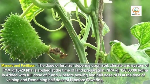 spine gourd farming information/kantola kheti/agakara/seeds 08914800965 смотреть онлайн