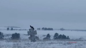 Олег Винник.   Голубе сивий