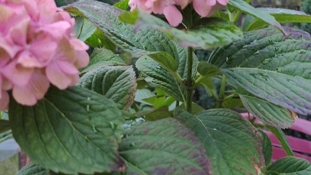 Гортензия Rembrant Bella Reache смотреть онлайн