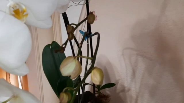 Это успех!!!! Sogo Yukidian Phalaenopsis.  Домашнее цветение весна 2021г