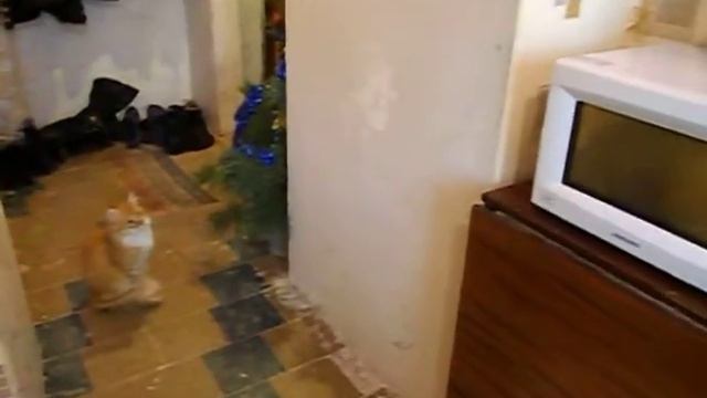 Воздействие микроволновой печи на кота.avi смотреть онлайн