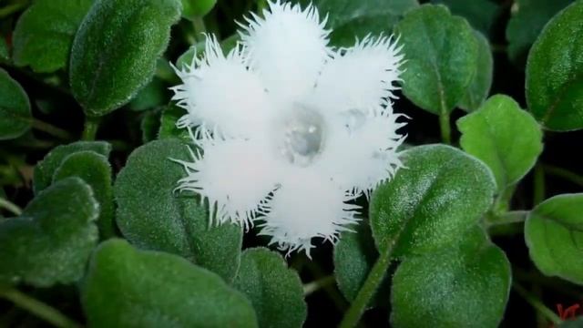 Альсобия (Alsobia) смотреть онлайн