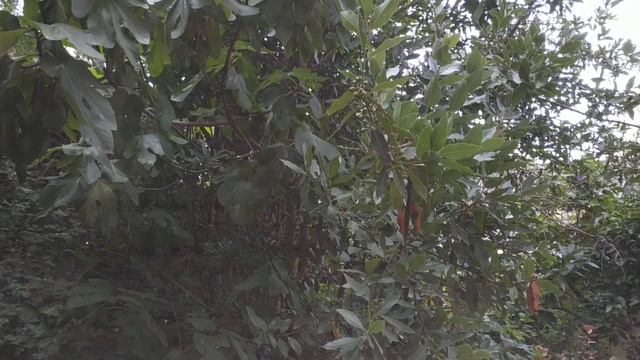 Лавровое дерево у нас под окном :) смотреть онлайн