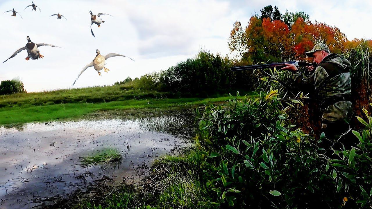 ОСЕННЯЯ ОХОТА НА УТКУ С ЧУЧЕЛАМИ!!! Тридцать минут отличной охоты... смотреть онлайн