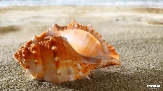 Shankha Dhun смотреть онлайн