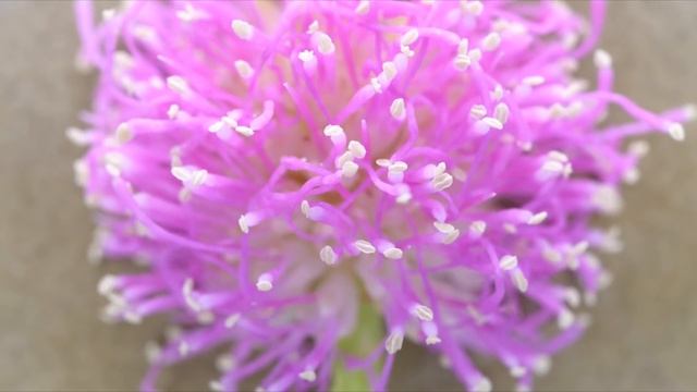 Какая красивая музыка о нежности и любви! Цветы красиво распускаются под музыку  #2