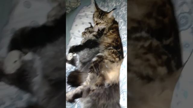 Мейн-куны Кира и Кронос. Мама ухаживает за взрослым сыном. Или коты заняли мое место смотреть онлайн