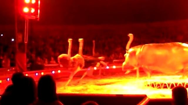 Цирк. Бегемот смотреть онлайн