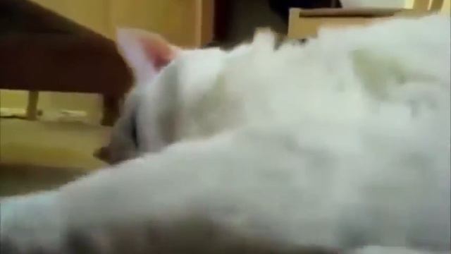 Приколы озвучка животных! Самые смешные приколы с животными смотреть онлайн