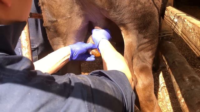 Drill Castration For Calves, Japanese 243 Style 　(伏見式捻転去勢、Henderson's Castration)