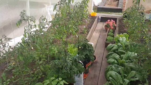 Как выглядят мои помидоры, перцы и огурцы после заморозка -4°.