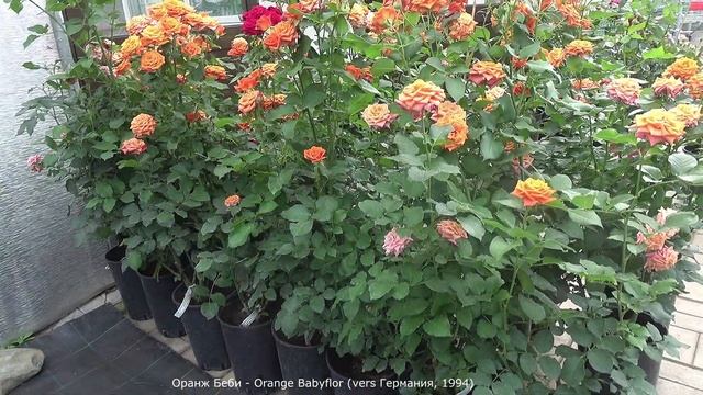 Обзор розы Оранж Беби (Спрей) - Orange Babyflor (Еvers Германия, 1994) смотреть онлайн