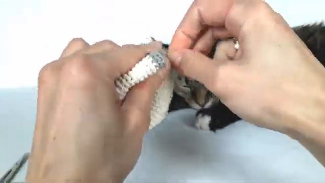 Ослик крючком. Вязаный ослик. Crochet donkey. Вязаные игрушки. Вязание для начинающих (Урок1 Голова смотреть онлайн