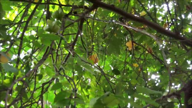 Frutas exóticas: Averrhoa carambola 🌳 смотреть онлайн