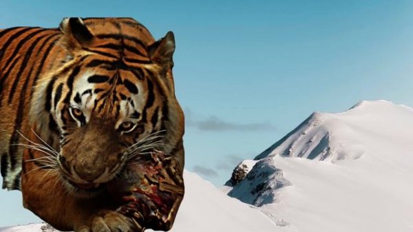 Siberian Tiger VS Spotted Hyena -Tiger vs Hyena Fight- Animal Battle