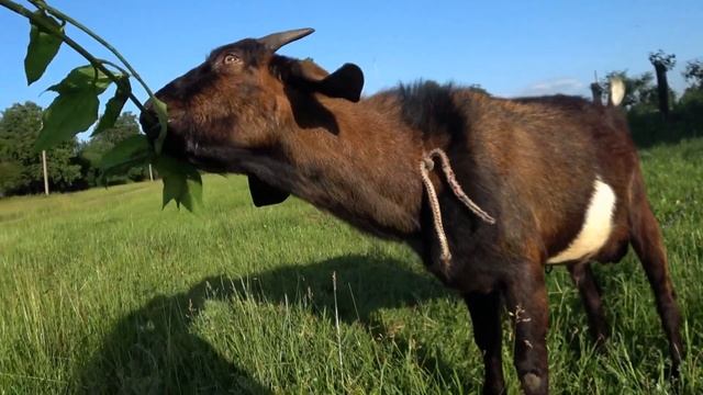 Англо нубийский козел Пахнут ли нубийские козлы Граф смотреть онлайн