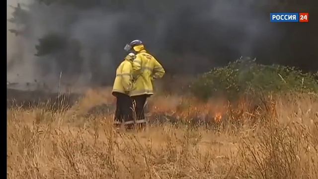 Австралия 🐪убивает 🐪 смотреть онлайн